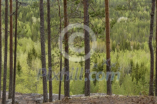 Early summer mountain landscape Early summer mountain landscape