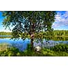 Rowing boat under tree in calm weather