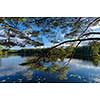 Pine branches on the lake shore