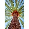 Perspective view of a tall palm tree against a blue sky