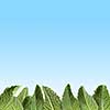 Composition of green mint leaves, presented separately above the blue sky background.Copy space , emotions, etc.