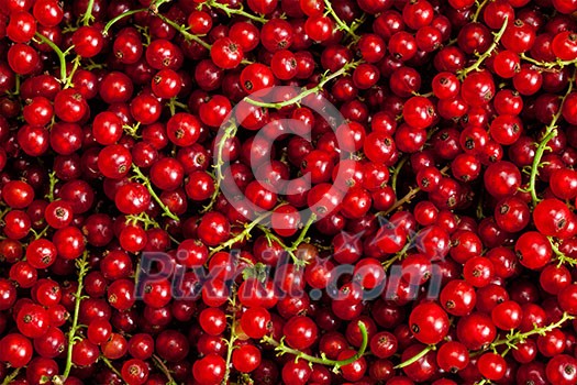 Redcurrant or red currant berries close up texture background Redcurrant or red currant berries close up texture background