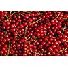 Redcurrant or red currant berries close up texture background