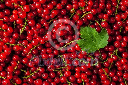 Redcurrant or red currant berries close up texture background