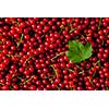 Redcurrant or red currant berries close up texture background