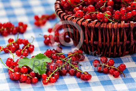 Redcurrant red currant berries in wicker bowl on kitchen table Redcurrant red currant berries in wicker bowl on kitchen table