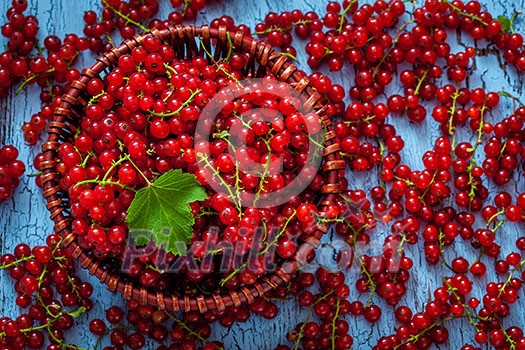 Redcurrant red currant berries in wicker bowl on kitchen table Redcurrant red currant berries in wicker bowl on kitchen table