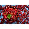 Redcurrant red currant berries in wicker bowl on kitchen table