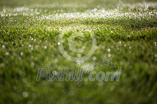 lovely morning dew lovely morning dew