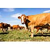 Cows grazing on a lovely green pasture