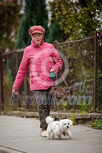 Senior woman walking her little dog on a city street; looking happy and relaxed (shallow DOF) Senior woman walking her little dog on a city street; looking happy and relaxed (shallow DOF)