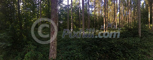 Panorama of a coniferous forest in warm late evening light with setting sun