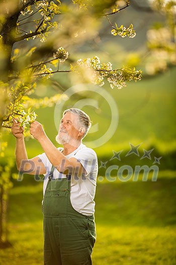 Portrait of senior man gardening, taking care of his lovely orchard, ejoying actively his retirement Portrait of senior man gardening, taking care of his lovely orchard, ejoying actively his retirement