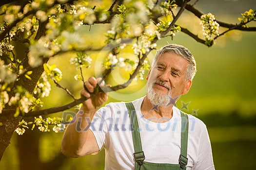 Portrait of senior man gardening, taking care of his lovely orchard, ejoying actively his retirement