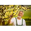 Portrait of senior man gardening, taking care of his lovely orchard, ejoying actively his retirement