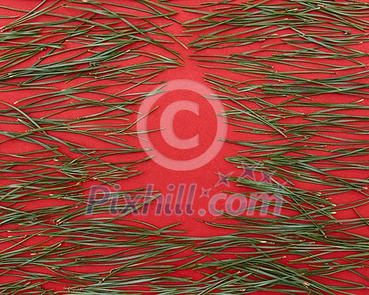 pine needles and red background for Christmas cards pine needles and red background for Christmas cards