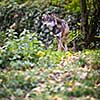 Gray/Eurasian wolf (Canis lupus)