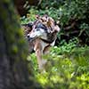 Gray/Eurasian wolf (Canis lupus)