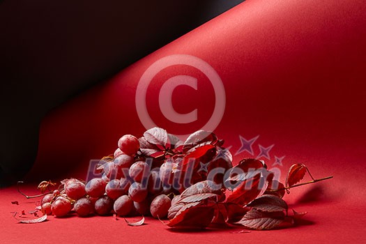 fresh bunch of red grapes with leaves on a red background fresh bunch of red grapes with leaves on a red background