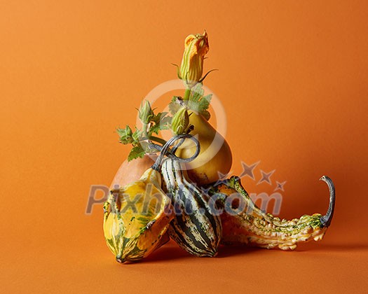 composition of various pumpkins on an orange background composition of various pumpkins on an orange background