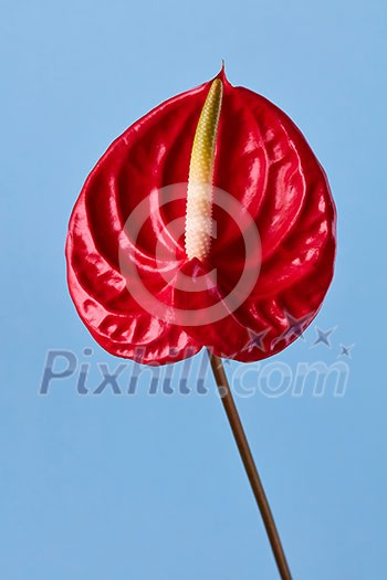 exotic red anthurium flower on a blue background exotic red anthurium flower on a blue background