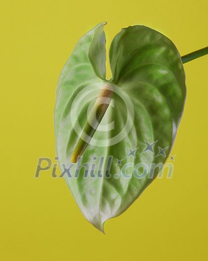 green flower Anthurium on a green background close-up. Flamingo flowers green flower Anthurium on a green background close-up. Flamingo flowers