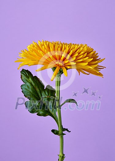 Beautiful yellow flower chrysanthemum isolated on purple
