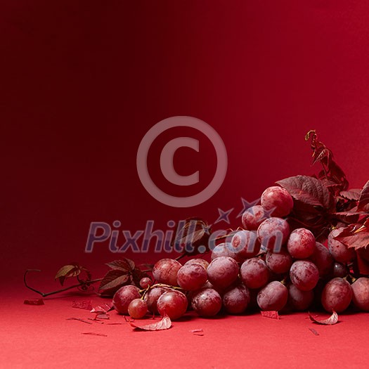 a bunch of ripe grapes and leaves of grapes isolated on a red background a bunch of ripe grapes and leaves of grapes isolated on a red background