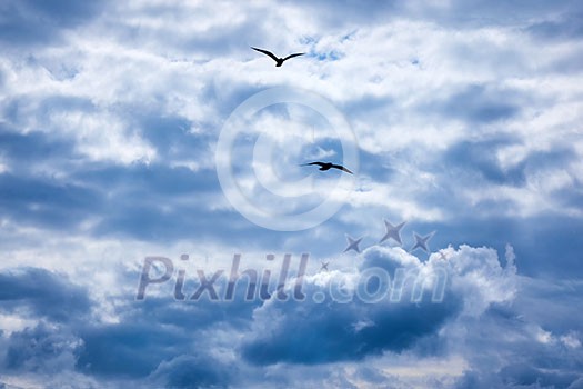 Gulls flying in the sky, the sky with gray clouds Gulls flying in the sky, the sky with gray clouds