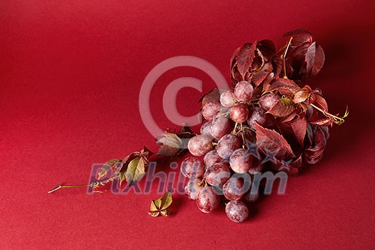bunch of ripe red grapes with leaves isolated on red background bunch of ripe red grapes with leaves isolated on red background