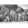 handsome middle eastern golf player carrying and bag and walking at course on beautiful sunset