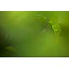 Close up view of a green Gecko in natural environnement