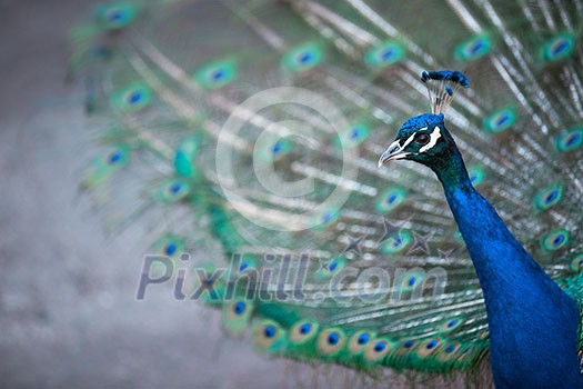 Splendid peacock with feathers out (Pavo cristatus) (shallow DOF; color toned image) Splendid peacock with feathers out (Pavo cristatus) (shallow DOF; color toned image)