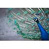 Splendid peacock with feathers out (Pavo cristatus) (shallow DOF; color toned image)