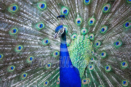 Splendid peacock with feathers out (Pavo cristatus) (shallow DOF; color toned image) Splendid peacock with feathers out (Pavo cristatus) (shallow DOF; color toned image)