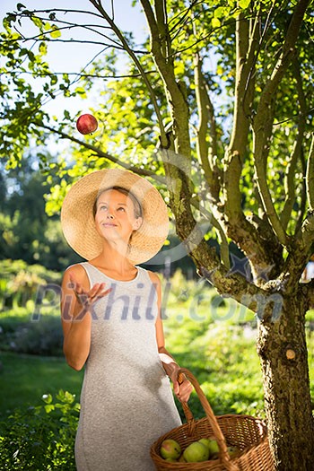 Pretty, young woman gardening in her garden - harvesting organic apples - looking very happy with the results Pretty, young woman gardening in her garden - harvesting organic apples - looking very happy with the results