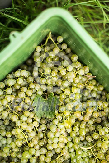 White wine grapes in a plastic box during harvest White wine grapes in a plastic box during harvest
