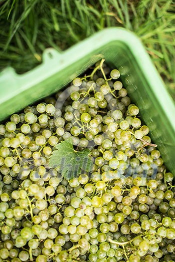 White wine grapes in a plastic box during harvest White wine grapes in a plastic box during harvest