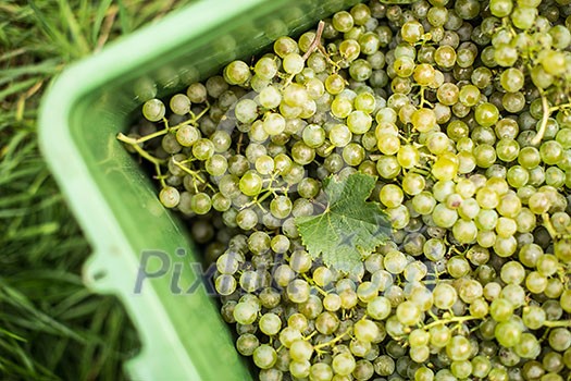 White wine grapes in a plastic box during harvest White wine grapes in a plastic box during harvest
