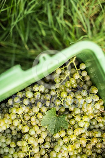 White wine grapes in a plastic box during harvest White wine grapes in a plastic box during harvest