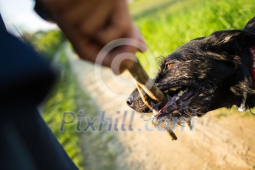 Walking the dog - throwing the stick to fetch to this eager companion Walking the dog - throwing the stick to fetch to this eager companion