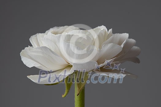 one white ranunculus on a gray background, the concept of a greeting card for Valentine's Day, Mother's Day one white ranunculus on a gray background, the concept of a greeting card for Valentine's Day, Mother's Day