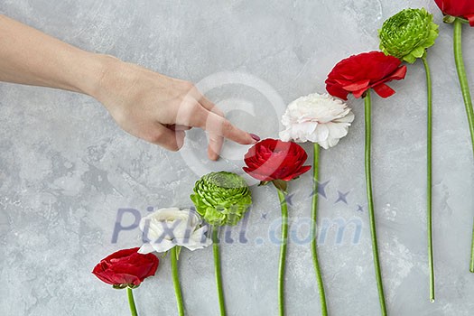 a composition of green chrysanthemum flowers, pink and red roses on a gray concrete background. A female hand rises up in colors. Concept of Valentine's Day, card a composition of green chrysanthemum flowers, pink and red roses on a gray concrete background. A female hand rises up in colors. Concept of Valentine's Day, card