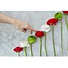 a composition of green chrysanthemum flowers, pink and red roses on a gray concrete background. A female hand rises up in colors. Concept of Valentine's Day, card