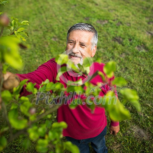 Portrait of a senior man gardening in his garden (color toned image) - checking the state of his orchard fruit trees Portrait of a senior man gardening in his garden (color toned image) - checking the state of his orchard fruit trees
