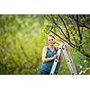 Pretty, young woman gardening in her orchard/garden (color toned image)
