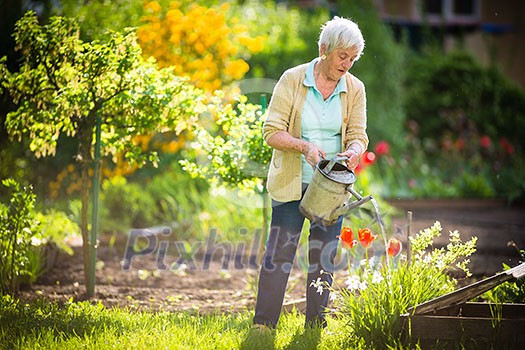 Senior woman doing some gardening in her lovely garden - watering the plants Senior woman doing some gardening in her lovely garden - watering the plants