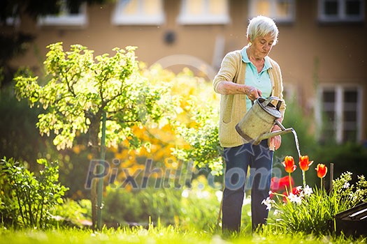 Senior woman doing some gardening in her lovely garden - watering the plants Senior woman doing some gardening in her lovely garden - watering the plants