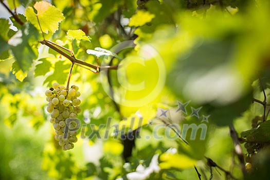 White wine grapes in a vineyard right before the harvest (color toned image) White wine grapes in a vineyard right before the harvest (color toned image)
