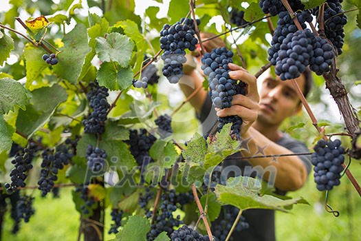 Handsome young vintner harvesting vine grapes in his vineyard (color toned image) Handsome young vintner harvesting vine grapes in his vineyard (color toned image)